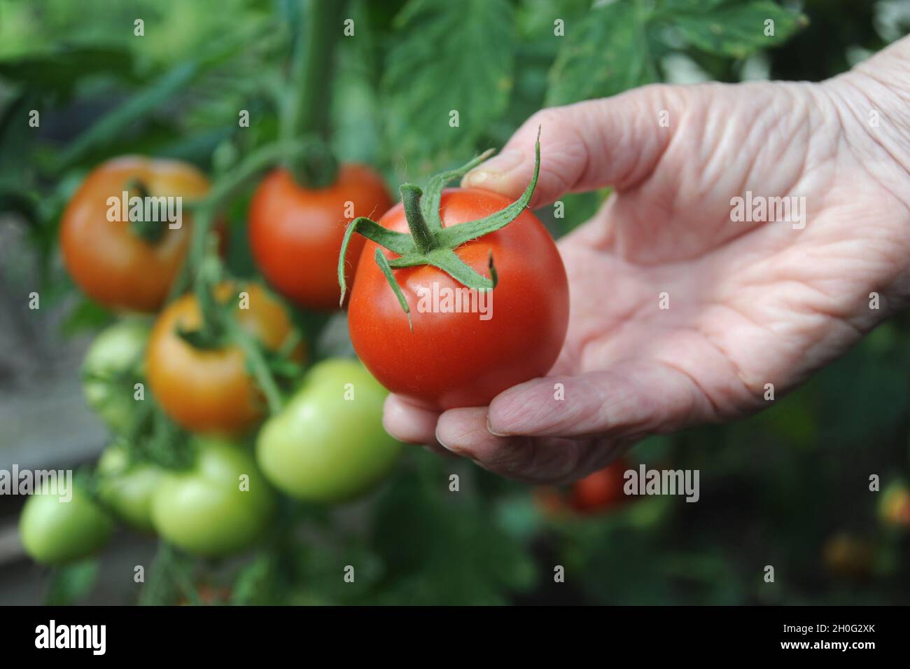 A RIPE TOMATO IN A WOMANS HAND RE GARDENING GROWING YOUR OWN VEGETABLES FRUIT VEG ETC UK Stock Photo