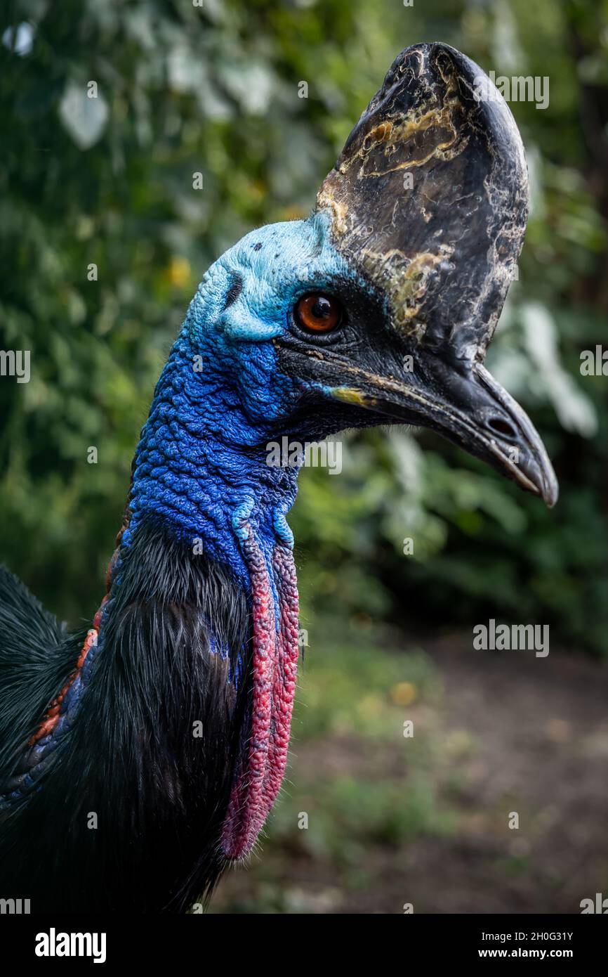 Portrait of a southern cassowary, an exotic, flightless bird. Stock Photo