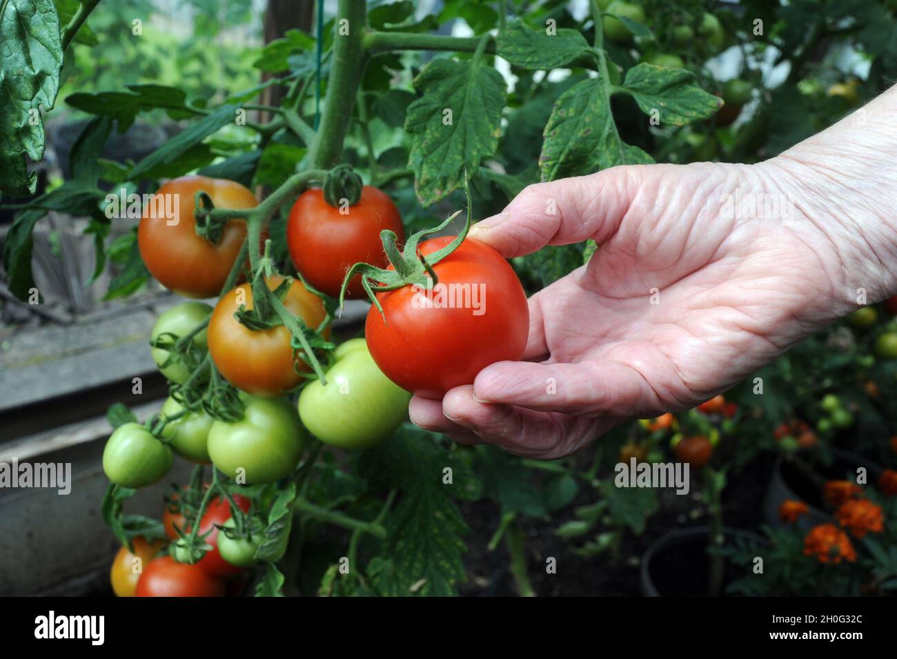 A RIPE TOMATO IN A WOMANS HAND RE GARDENING GROWING YOUR OWN VEGETABLES FRUIT VEG ETC UK Stock Photo