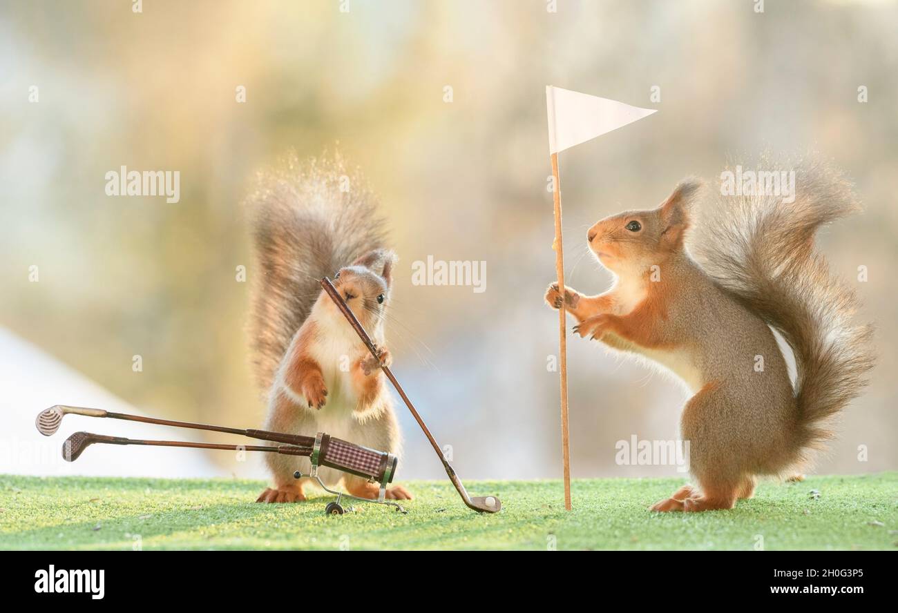 red squirrels are holding an Golf Club and an golf flag Stock Photo Alamy