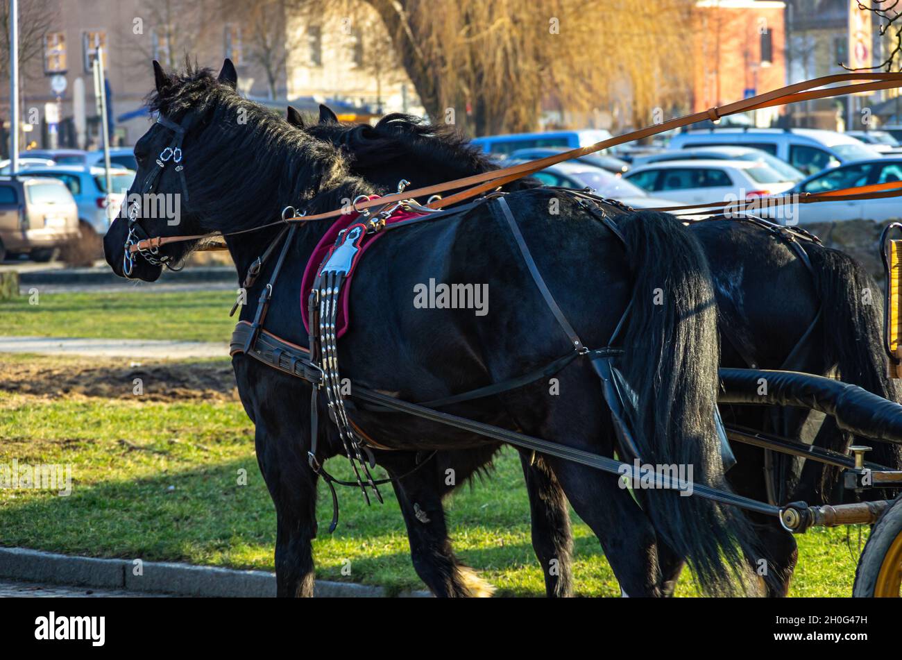 Moritzburg near Dresden, Saxony, Germany: Two horses harnessed to a horse-drawn carriage waiting for tourists in front of Moritzburg Palace. Stock Photo