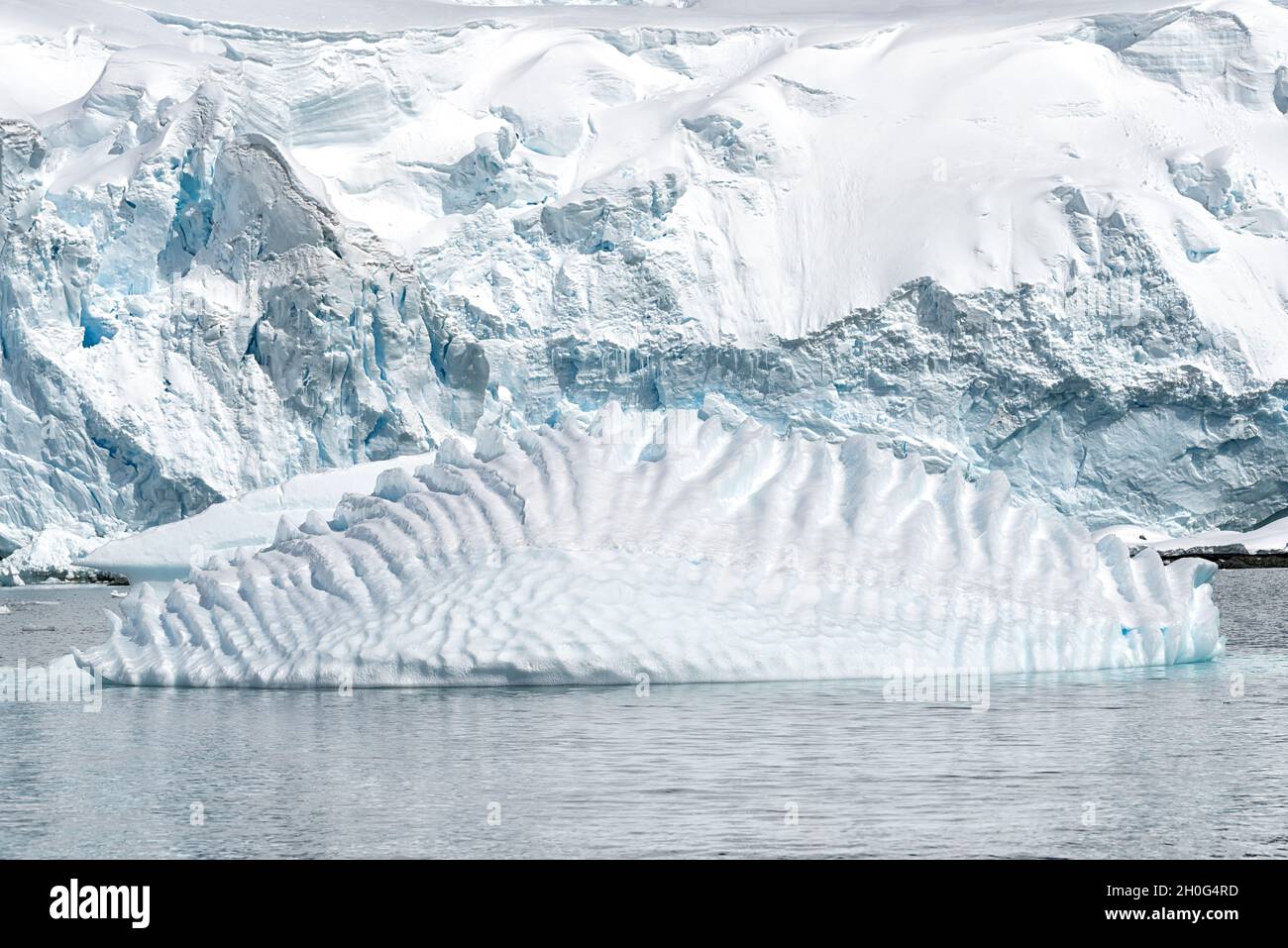 Drifting icerberg in front of a melting glacier breaking into the sea. Paradise Harbor, Grahamland, Antarctica Stock Photo