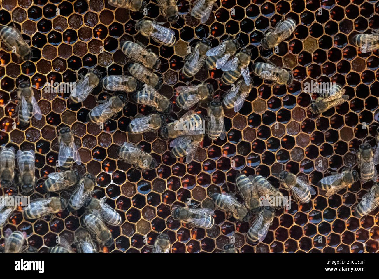 Healthy swarm of honey bees hi-res stock photography and images - Alamy