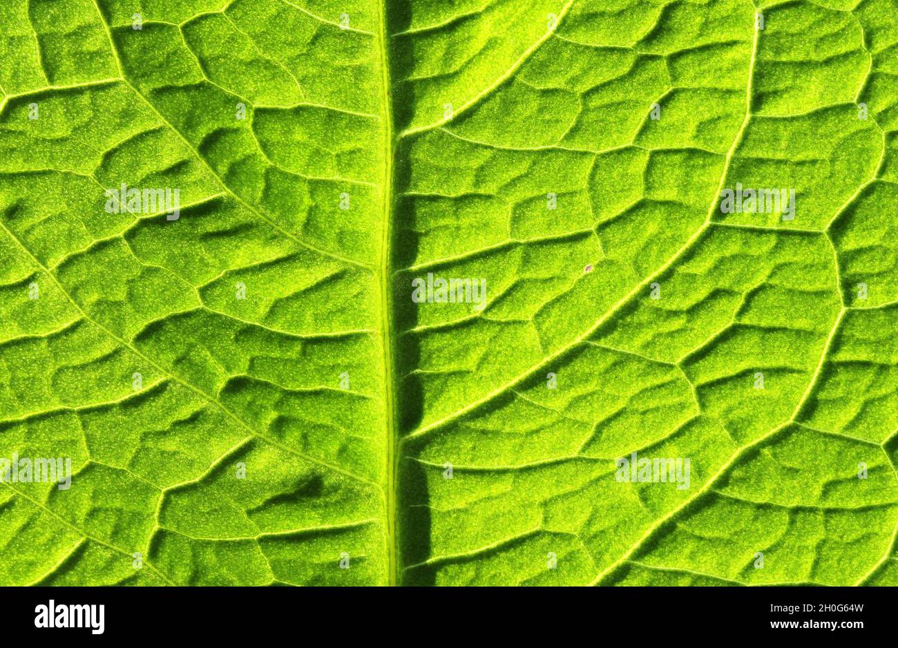 Green vein veins hi-res stock photography and images - Alamy