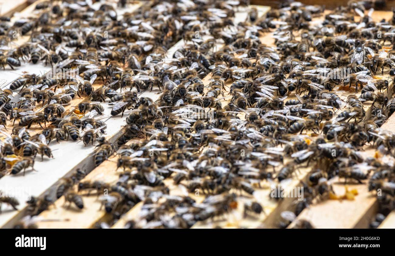 Honey bees in wooden hive hi-res stock photography and images - Alamy