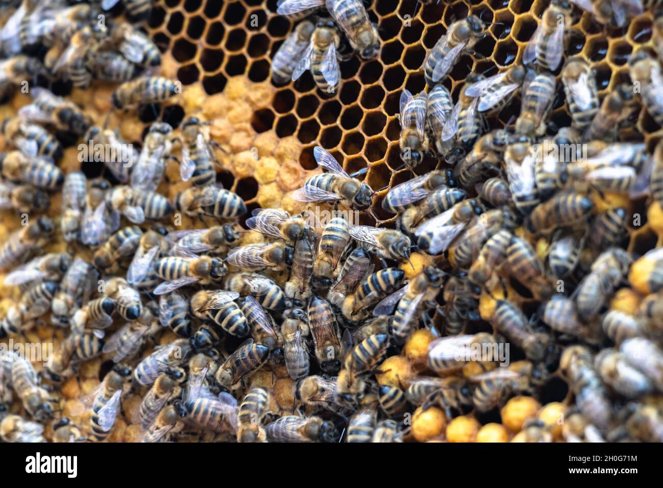 Healthy swarm of honey bees hi-res stock photography and images - Alamy