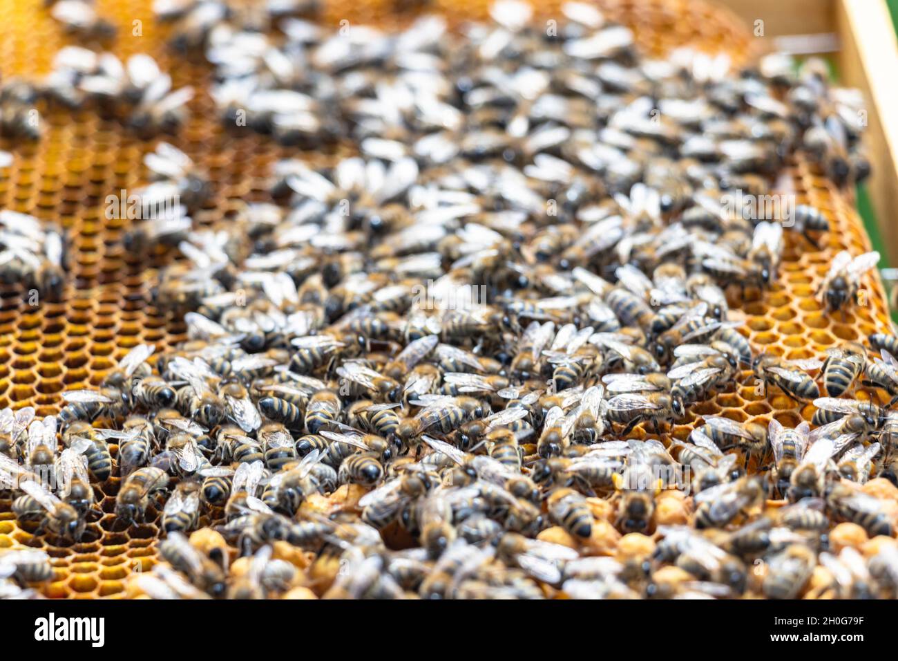Healthy swarm of honey bees hi-res stock photography and images - Alamy