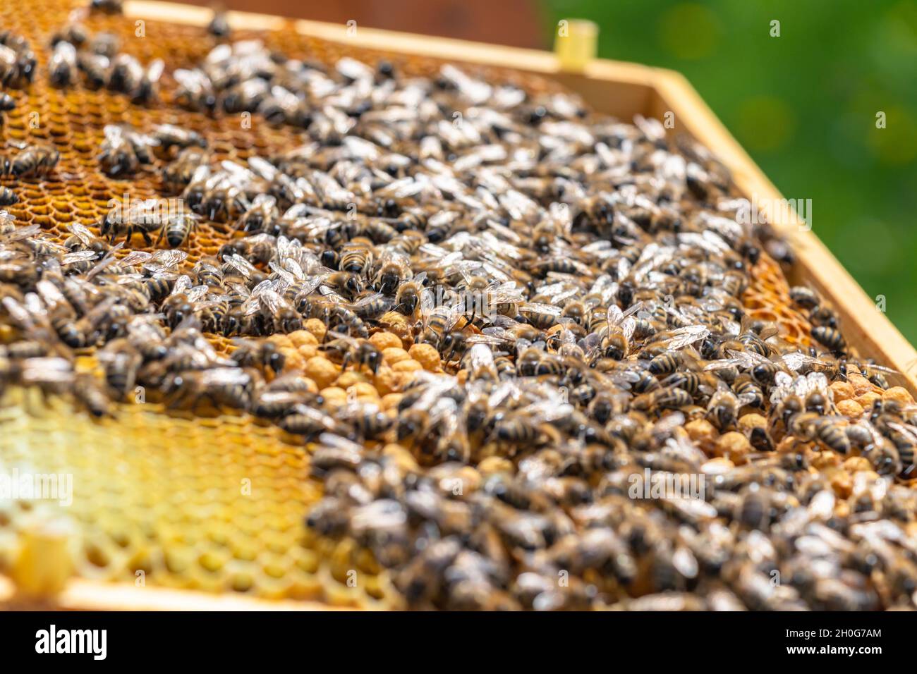 Healthy swarm of honey bees hi-res stock photography and images - Alamy