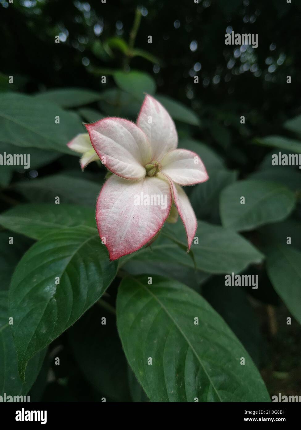 Close-up shot of a beautiful white flower growing in nature. Stock Photo