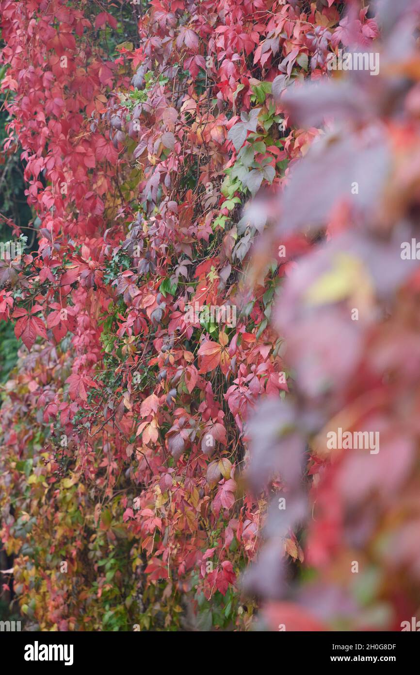 Close-up of the colourful palmate leaves of Virginia Creeper seen in brilliant autumn colours of shades of red and orange. Stock Photo