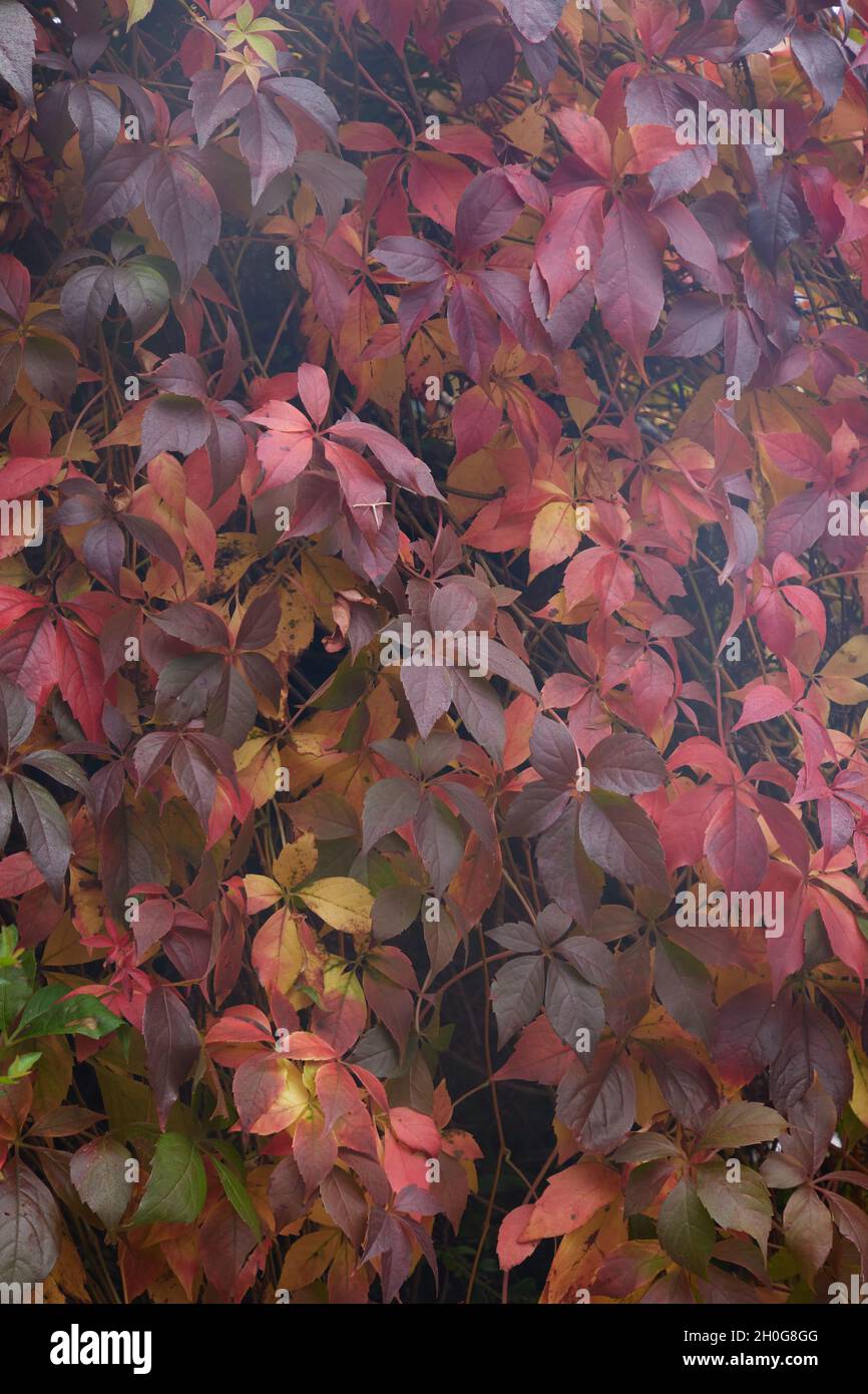 Close-up of the colourful palmate leaves of Virginia Creeper seen in brilliant autumn colours of shades of red and orange. Stock Photo