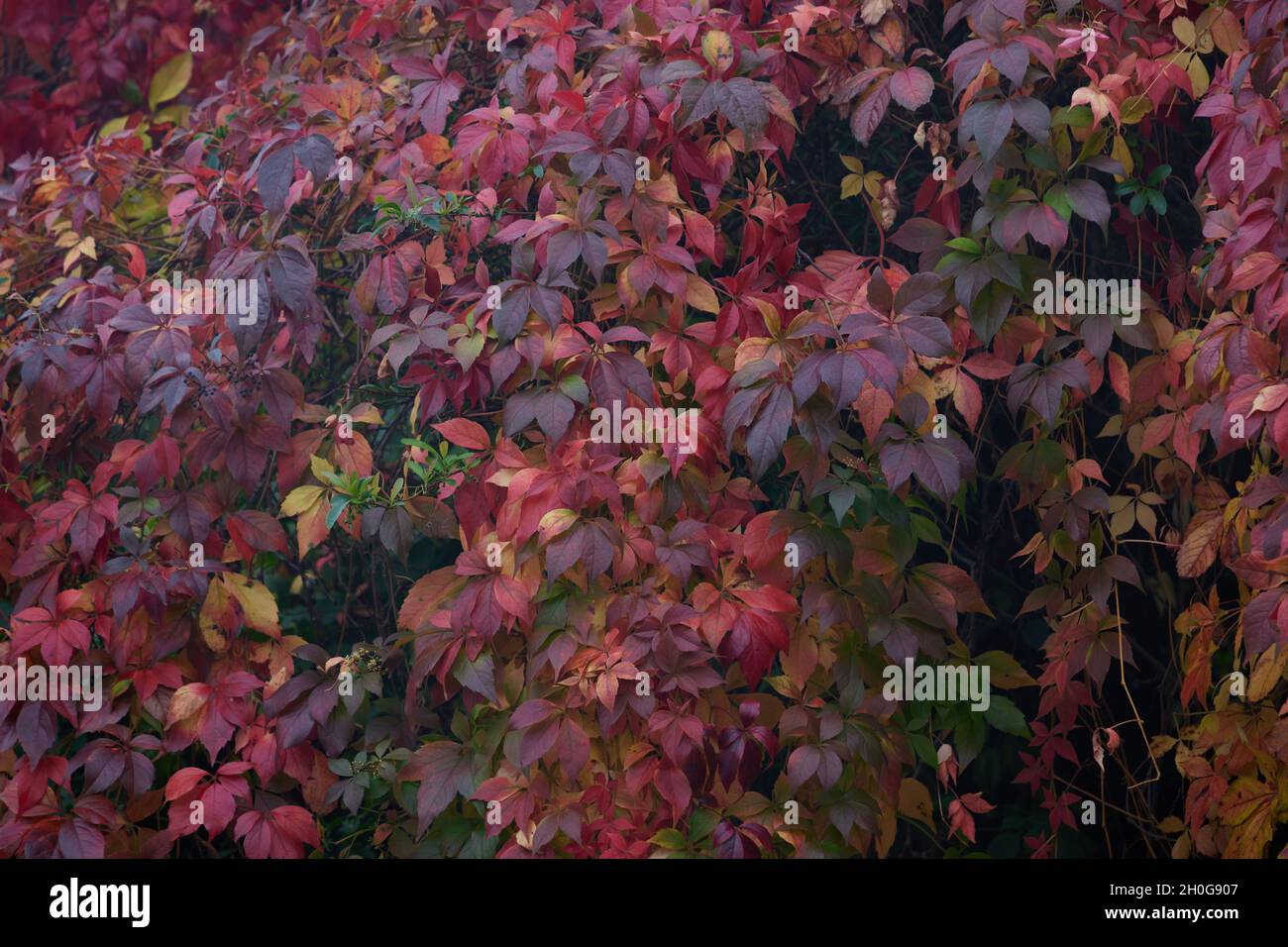 Close-up of the colourful palmate leaves of Virginia Creeper seen in brilliant autumn colours of shades of red and orange. Stock Photo