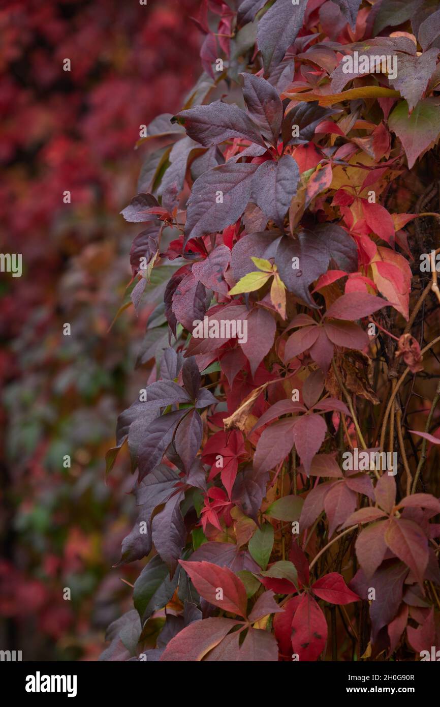 Close-up of the colourful palmate leaves of Virginia Creeper seen in brilliant autumn colours of shades of red and orange. Stock Photo