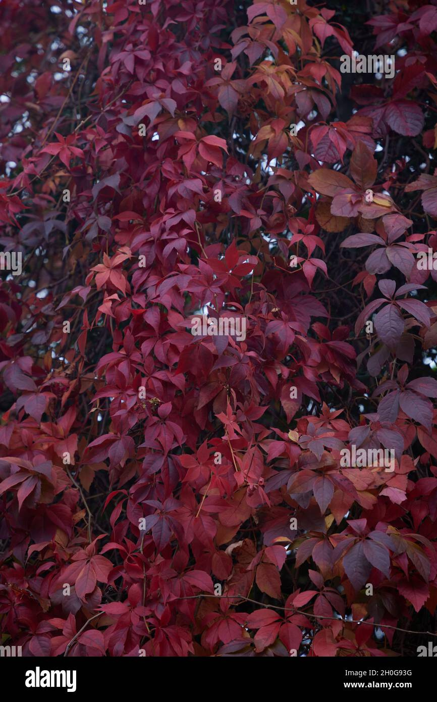 Close-up of the colourful palmate leaves of Virginia Creeper seen in brilliant autumn colours of shades of red and orange. Stock Photo