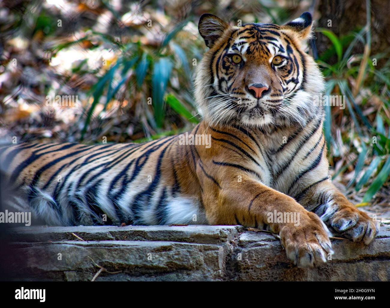 tiger resting looking at camera Stock Photo