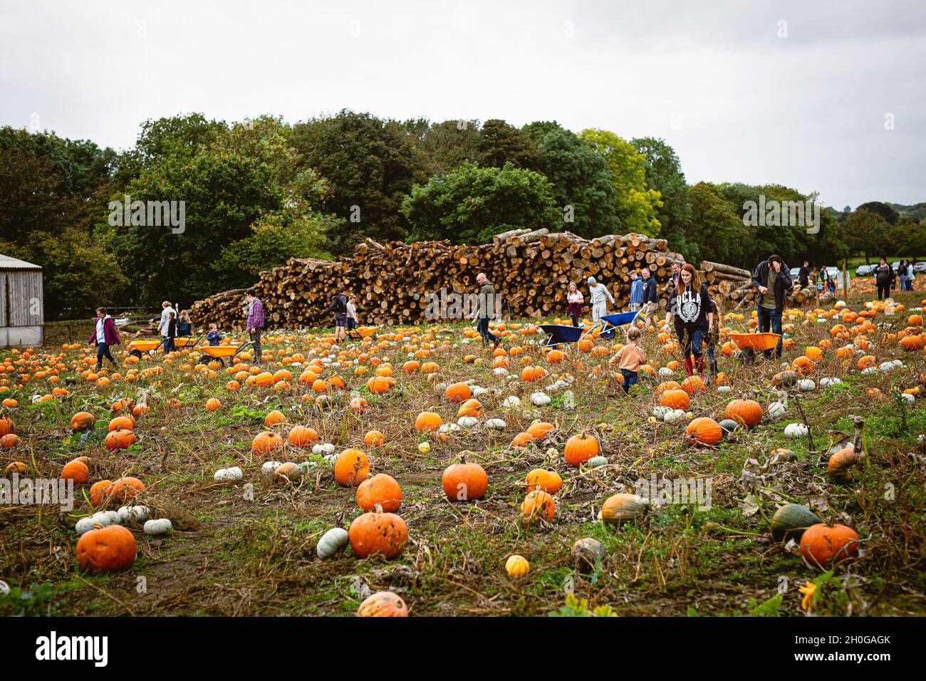 October 9, 2021: Autumn arrives in the UK, and pumpkin farms open their ...
