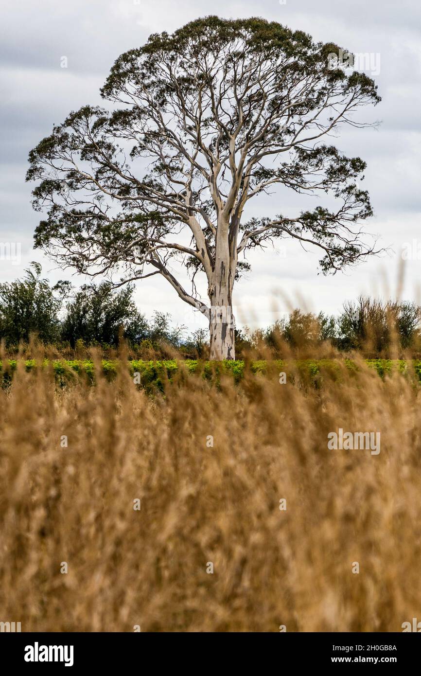 Vertical shot of a lonely tree in a field under the cloudy skies Stock ...
