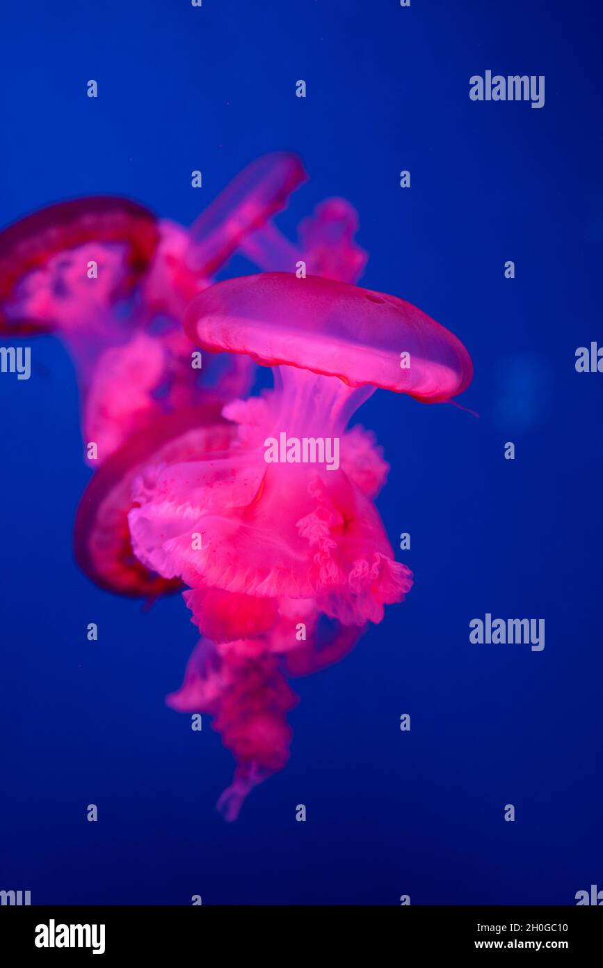jellyfish Rhizostoma in the sea beautiful poisonous swims Stock Photo