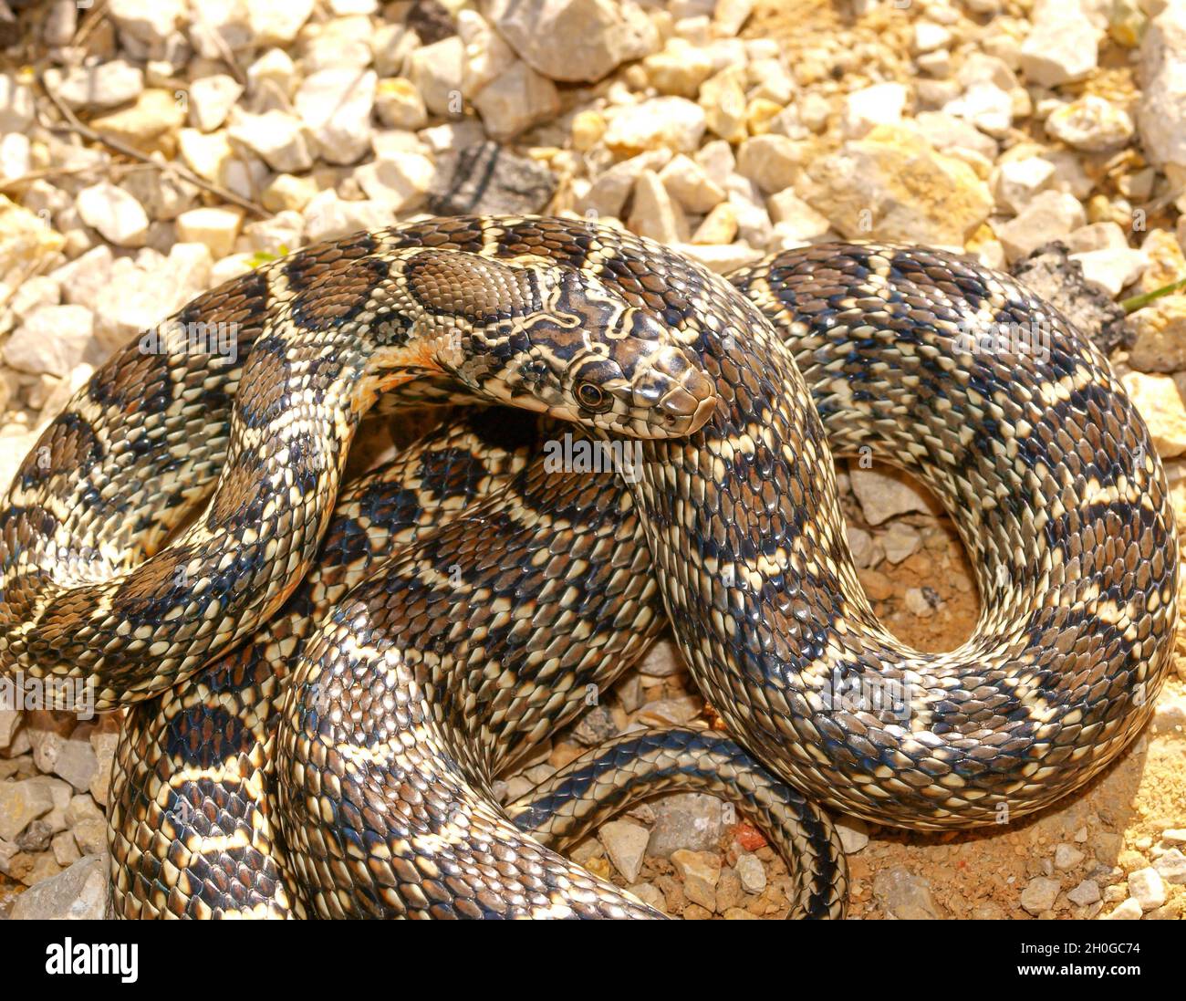Horseshoe whip snake (Hemorrhois hippocrepis) on the rocky ground on a