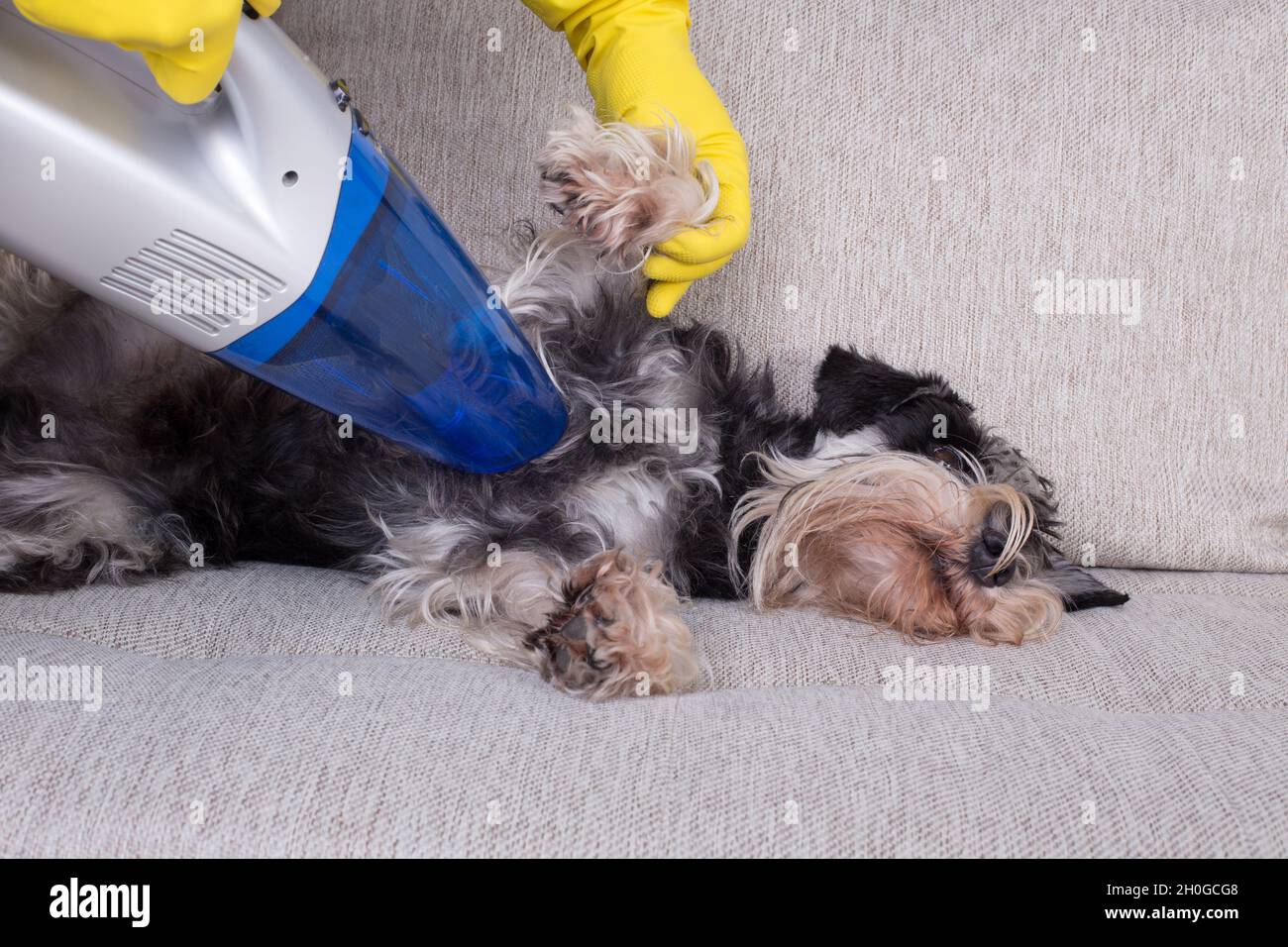 Removing dog's hair concept. Woman vacuuming fur from miniature