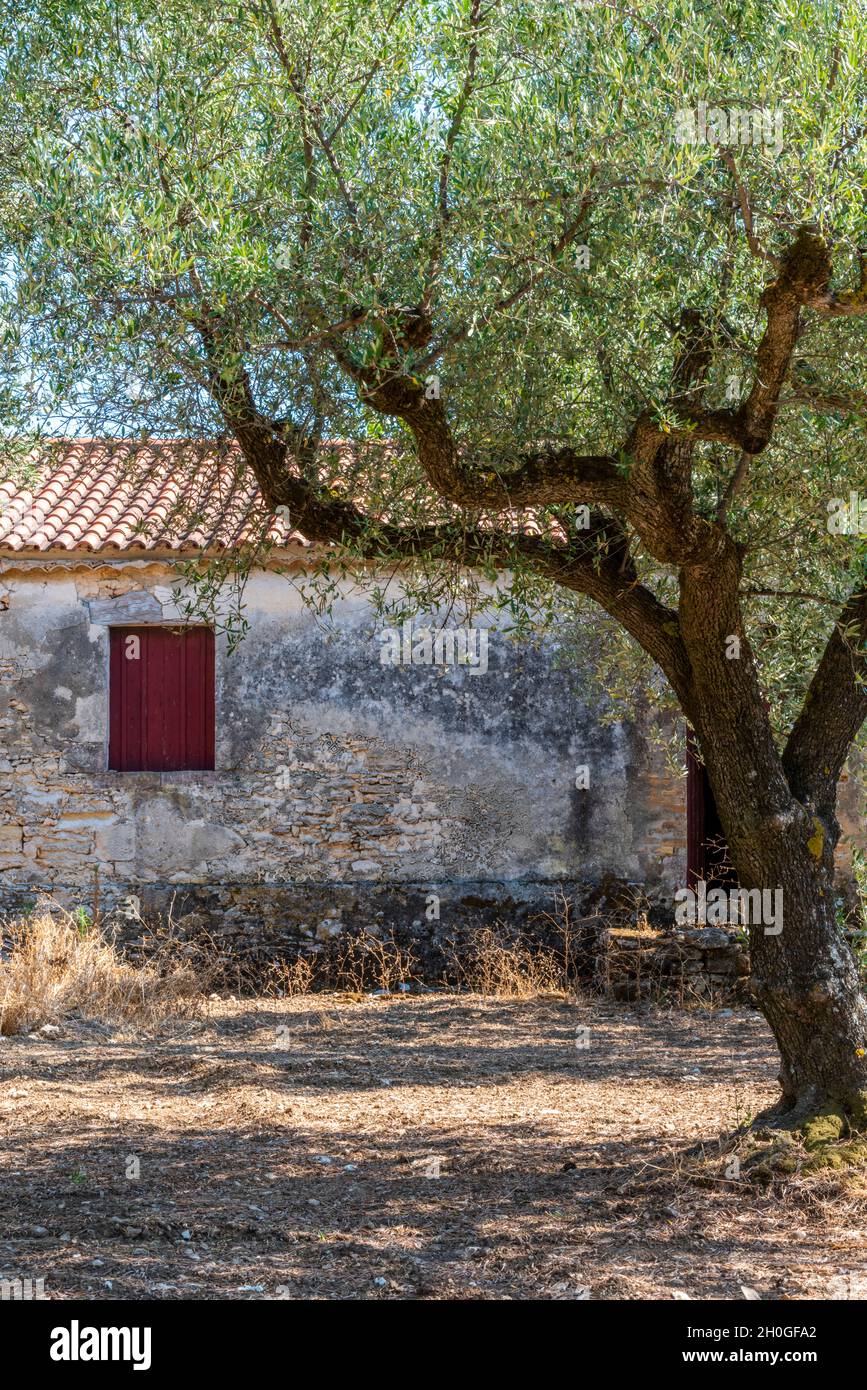 old greek building in an olive grove or olive farm with a red door. large old olive trees in greece with old whitewashed barn or farm building. Stock Photo