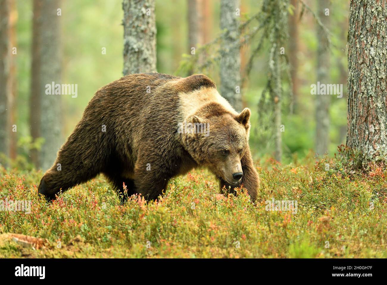 Brown bear walking in the forest Stock Photo