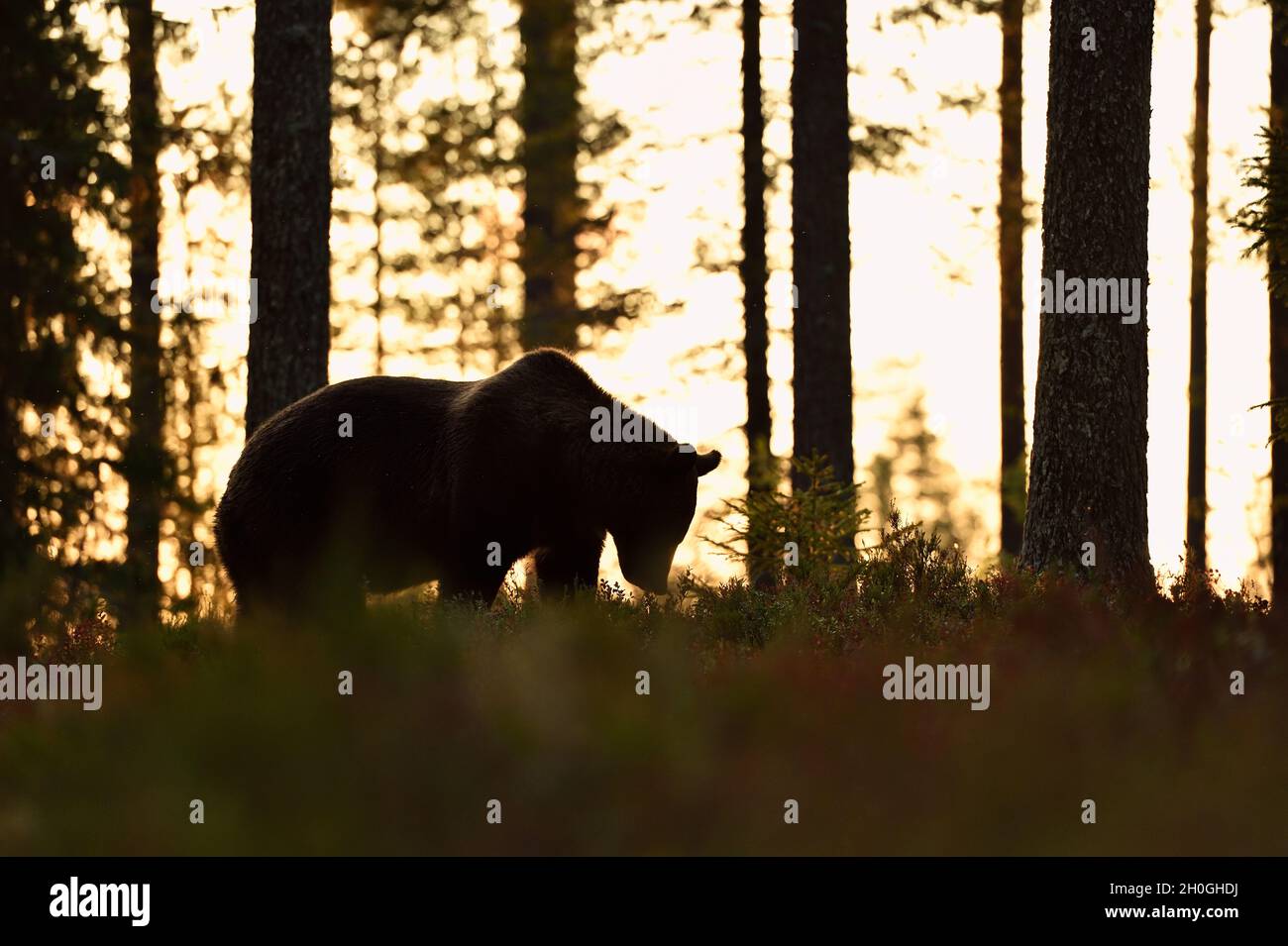 Brown bear silhouette at sunset in the forest Stock Photo - Alamy