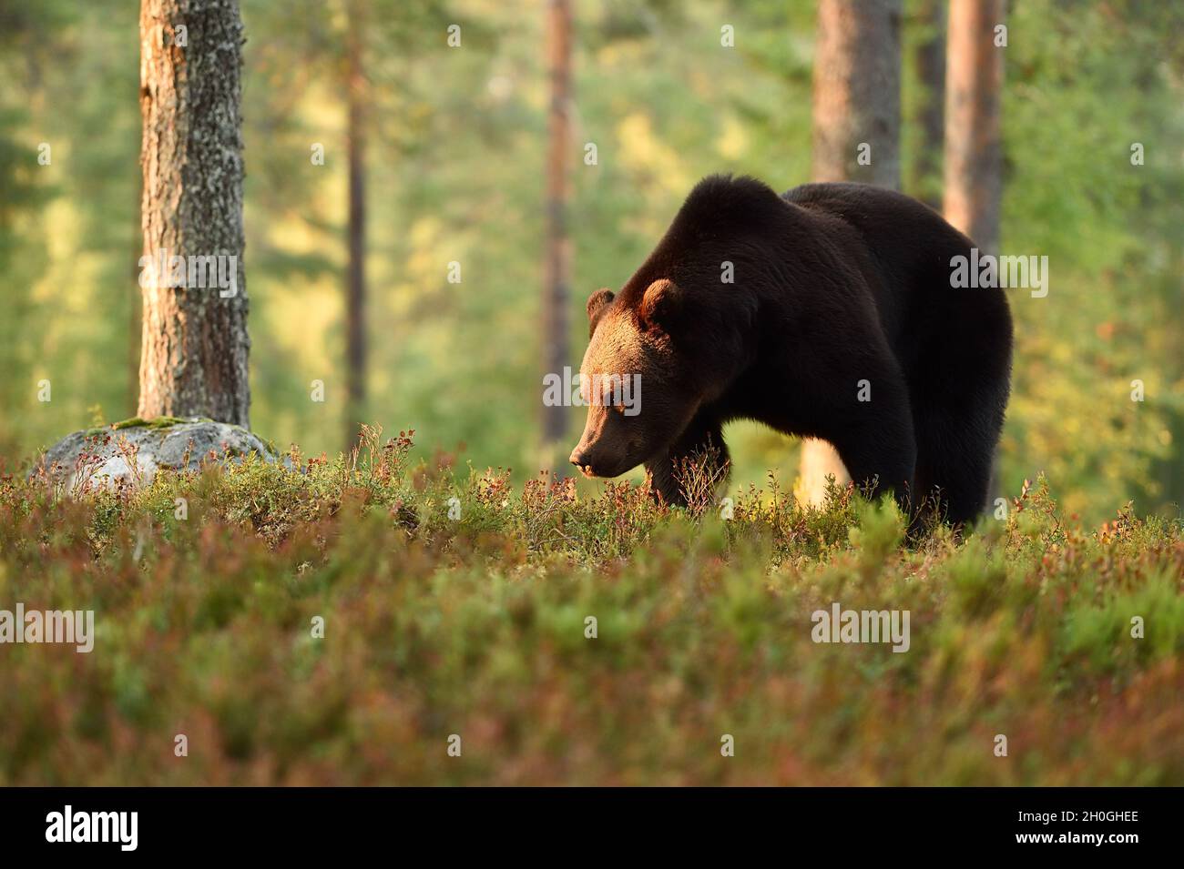 Brown bear at sunset in the forest, powerful pose Stock Photo - Alamy