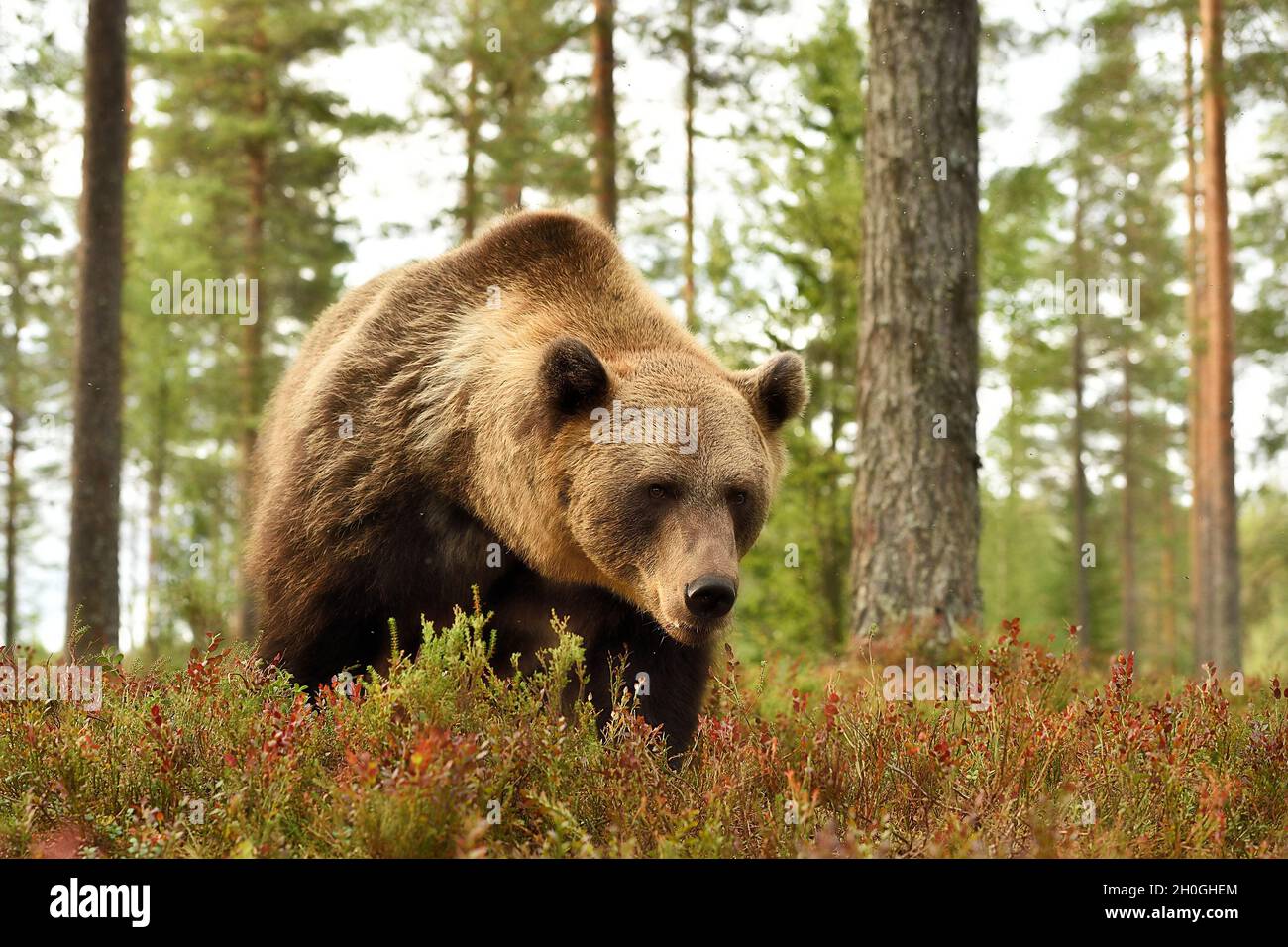 European brown bear in the forest scenery Stock Photo