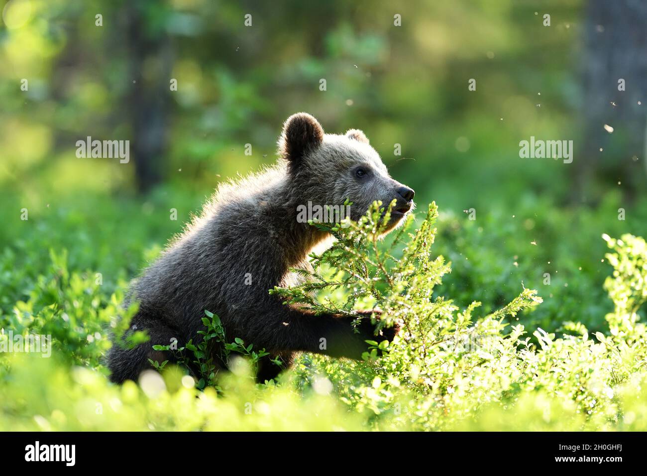 brown bear cub in the summer forest Stock Photo - Alamy