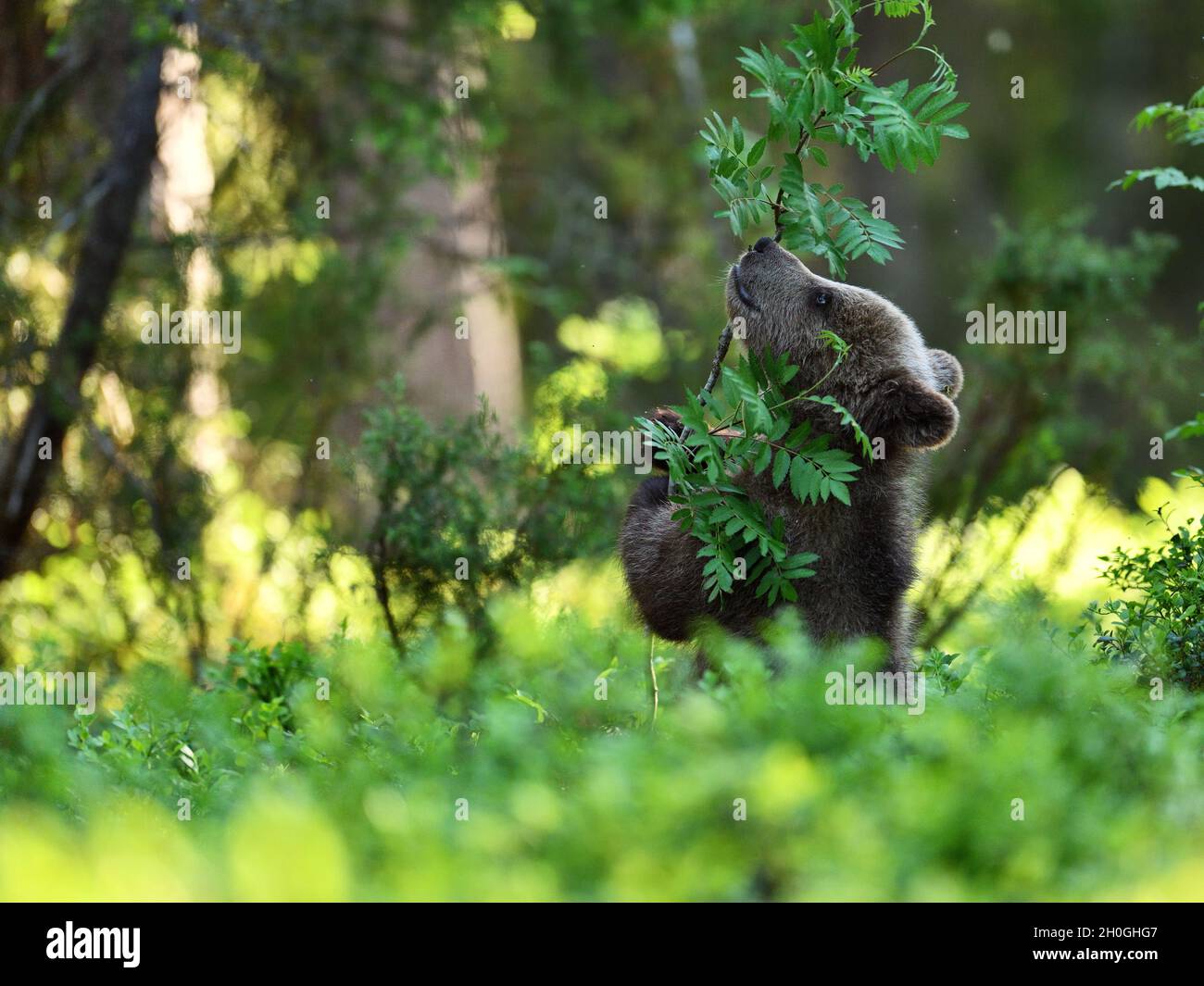 Brown bear cub hugging a tree in the forest at summer. Save the forest ...