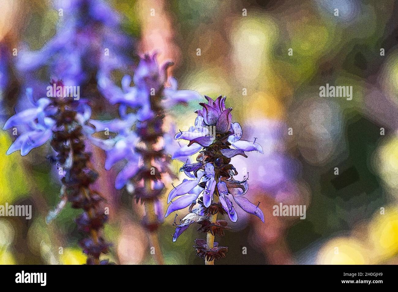 Plectranthus ornatus flowers on a natural background Stock Photo