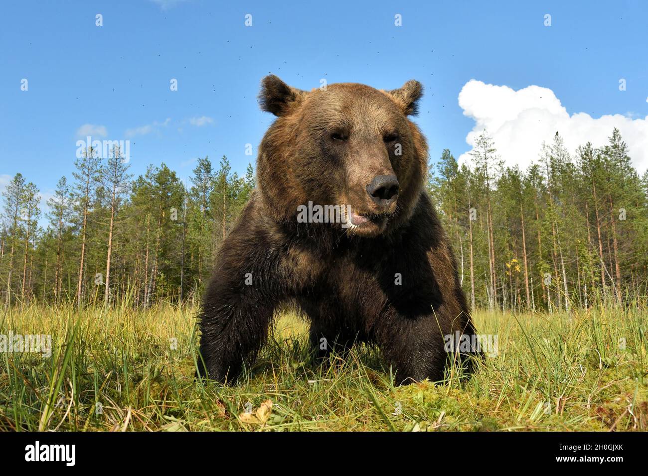 Big male brown bear at close, wide angle view of the bear Stock Photo