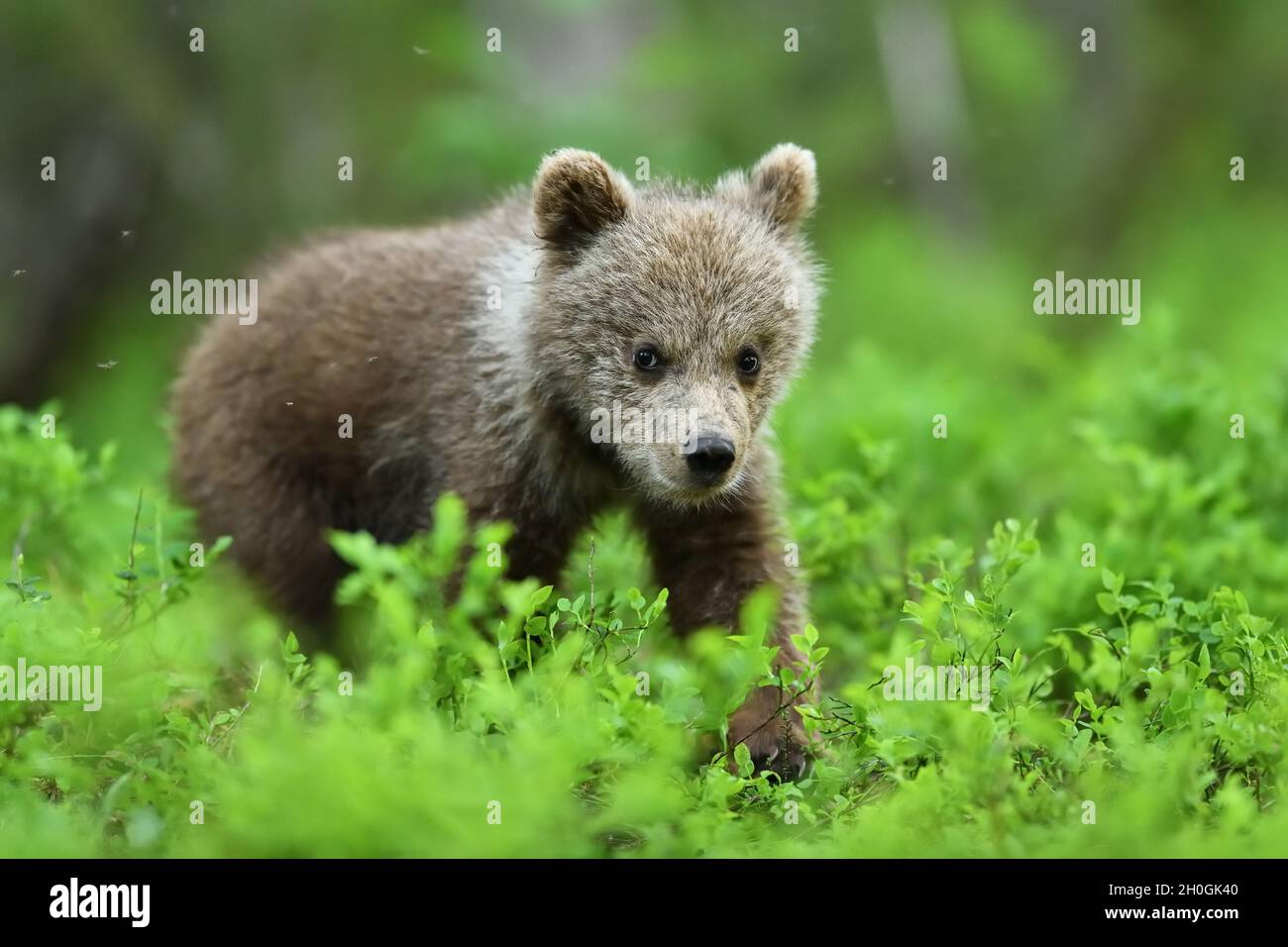 brown bear cub walking in the forest at summer Stock Photo