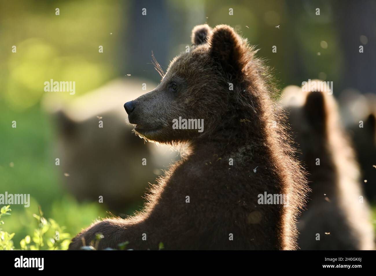 Brown bear cub in the summer forest Stock Photo - Alamy