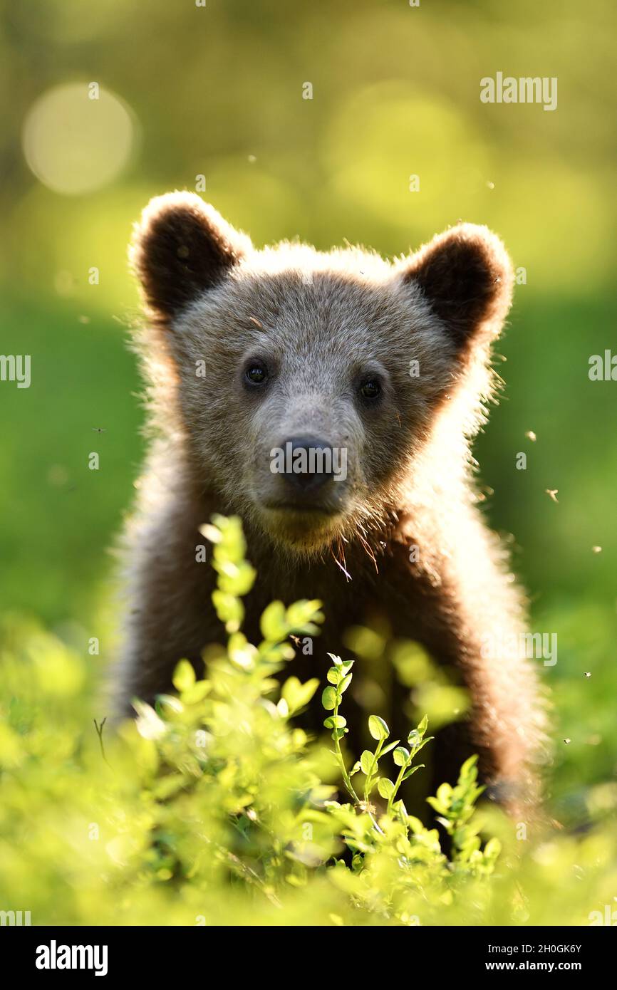 Brown bear cub in the summer forest Stock Photo