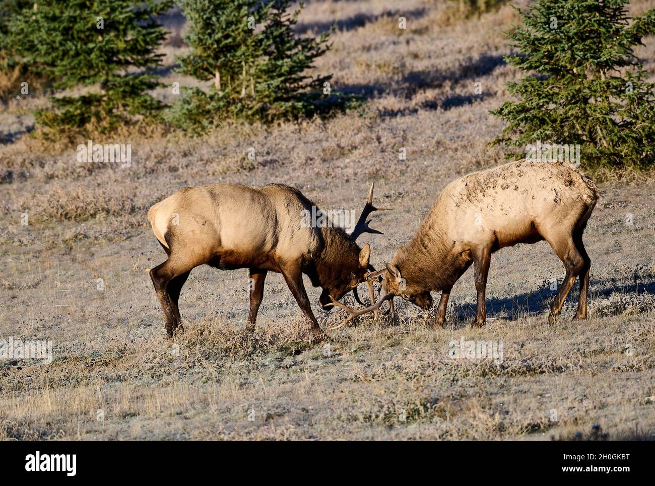 Two young Bull Elk (Wapiti), (Cervus canadensis)  battling for dominance on a fall morning, Banff National Park, Alberta, Canada Stock Photo
