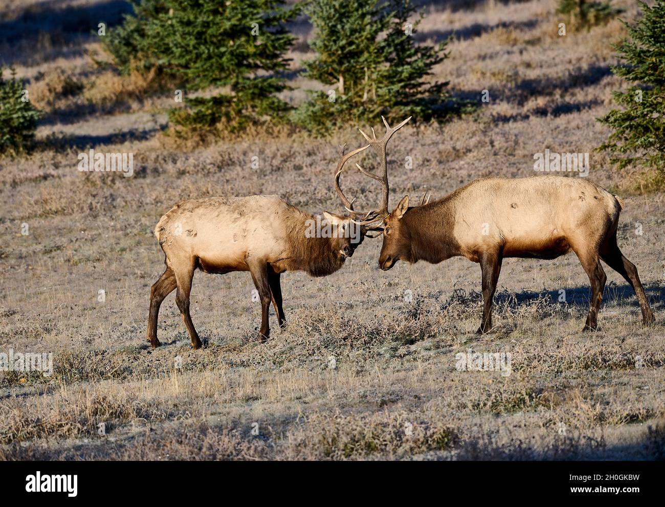 Two young Bull Elk (Wapiti), (Cervus canadensis)  battling for dominance on a fall morning, Banff National Park, Alberta, Canada Stock Photo