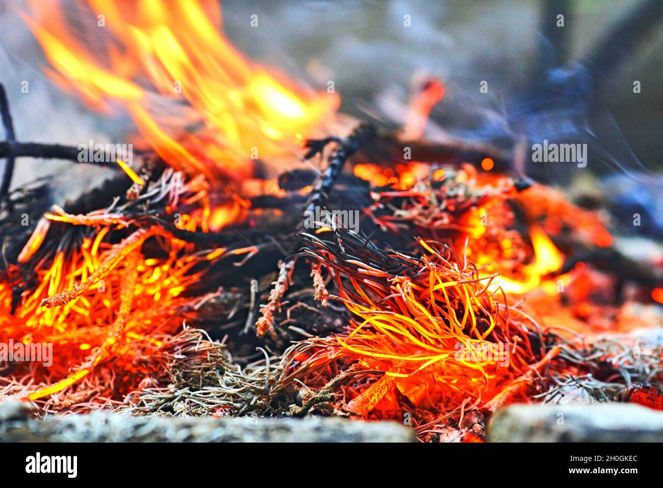 Fire in the forest burning pine branches Stock Photo Alamy