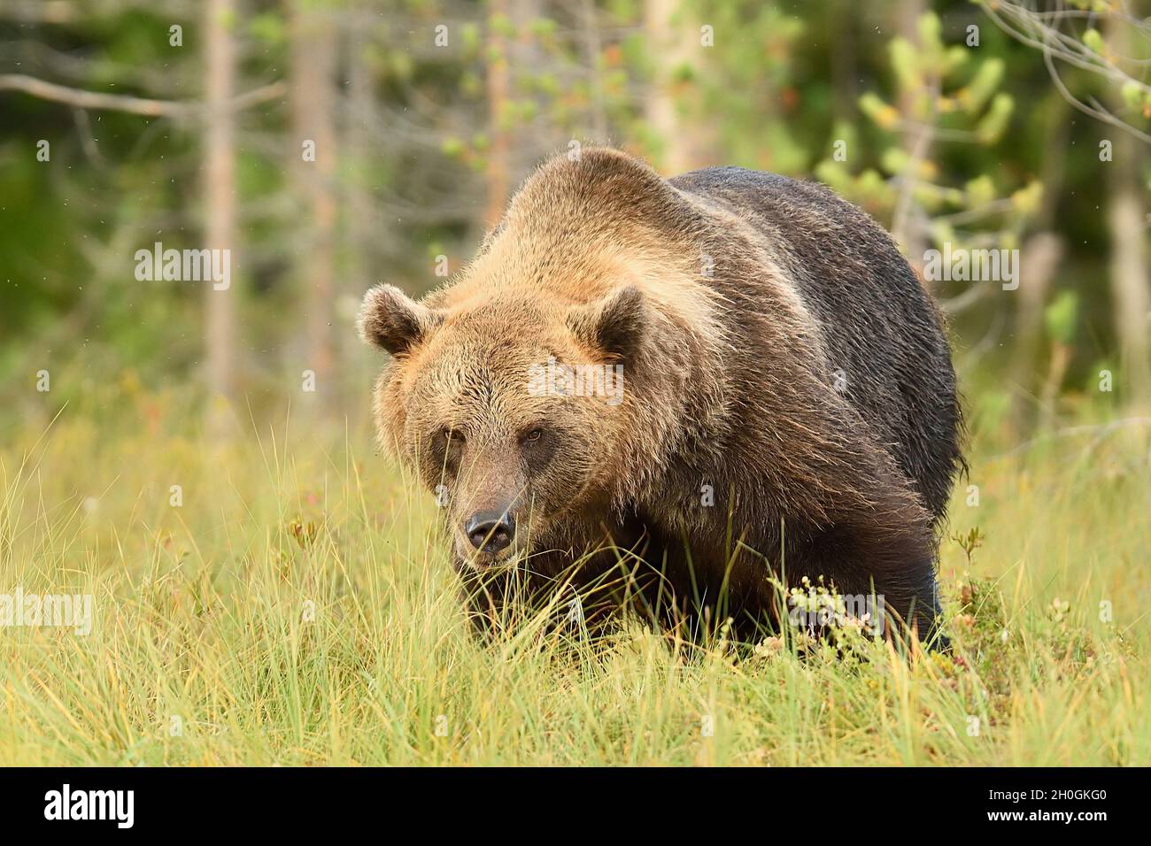 big male brown bear powerful pose in bog at summer Stock Photo