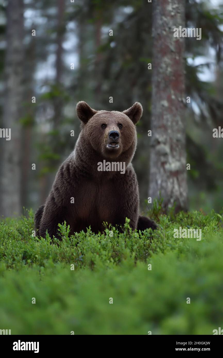 Nite Nite Recording Bear main image 1