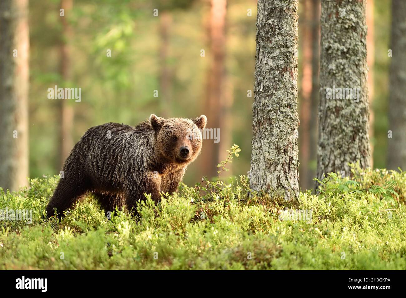 young brown bear in forest scenery Stock Photo