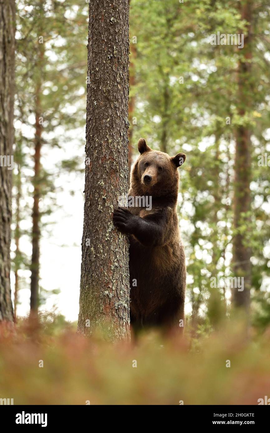 brown bear standing in forest environment Stock Photo