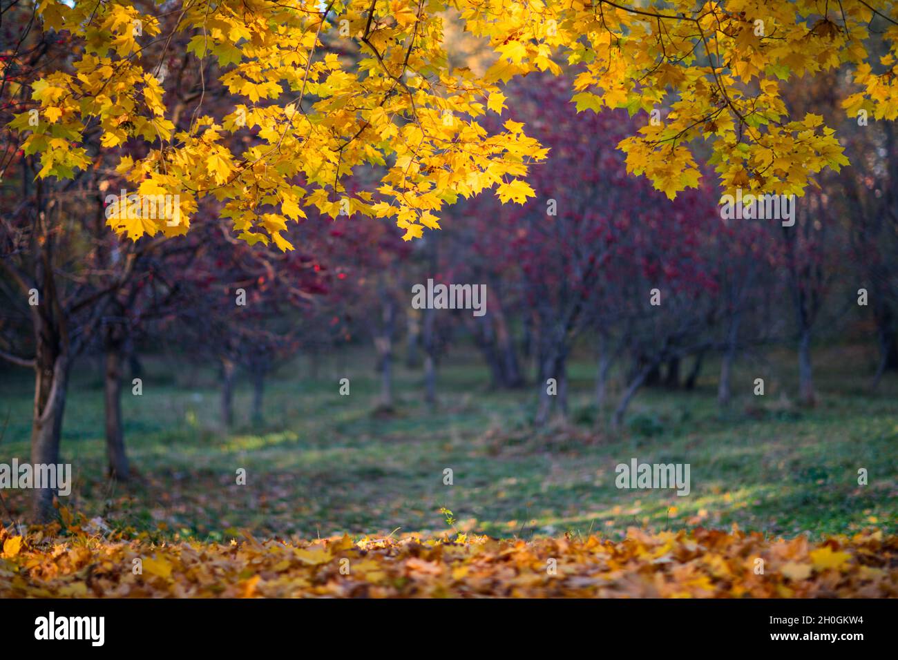 Beautiful autumn landscape with orange trees and sun rays, colorful ...