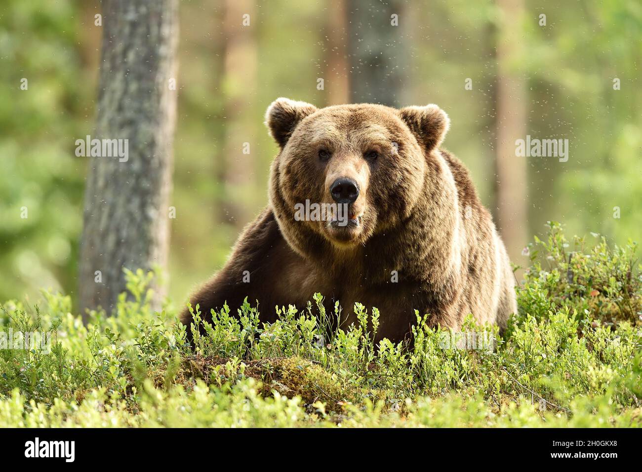 Big male brown bear in forest landscape Stock Photo