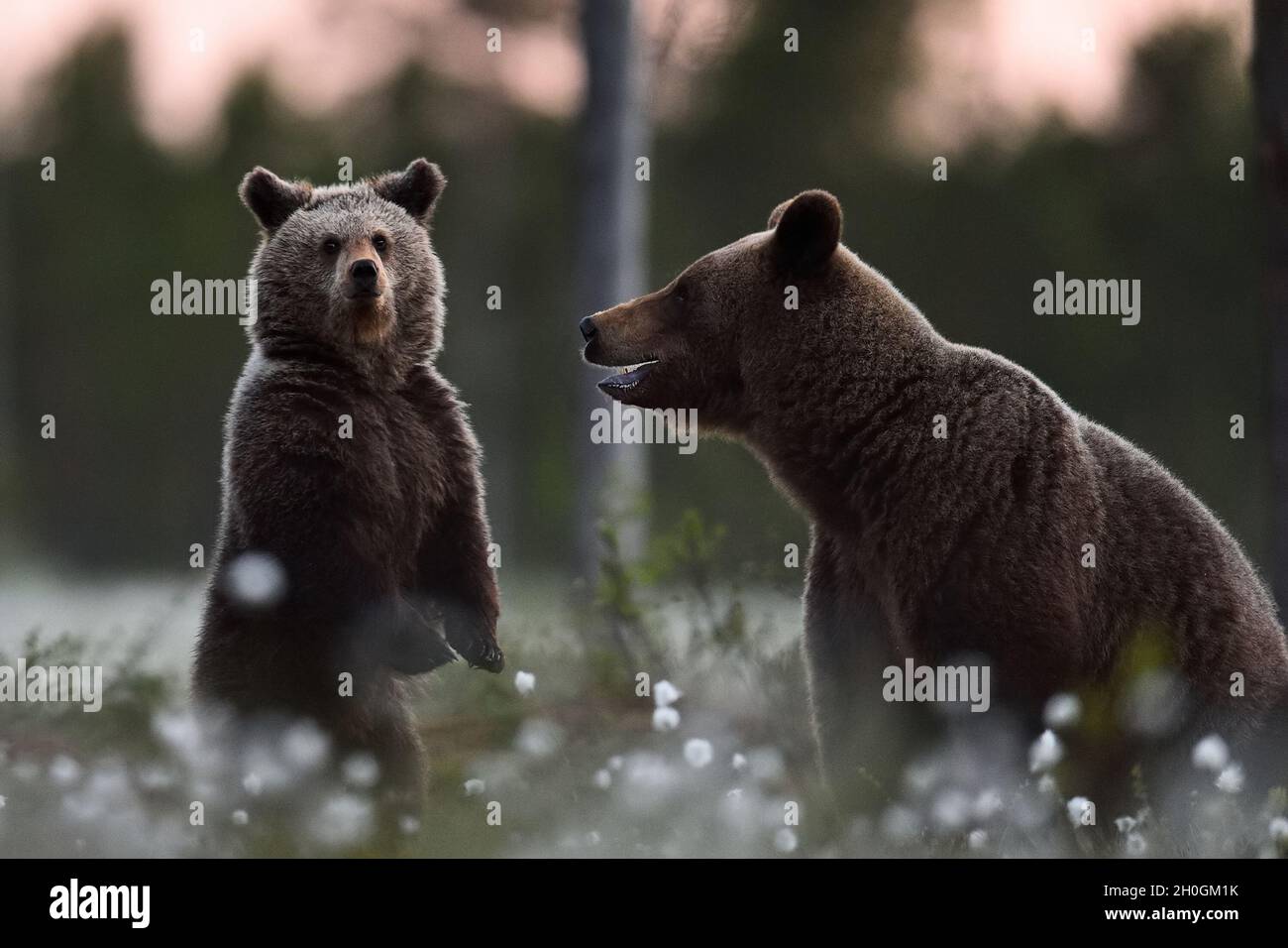 Brown bear with a cub Stock Photo