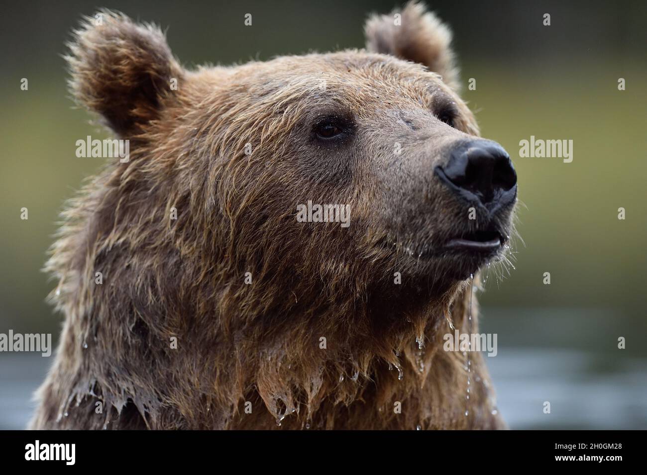 brown bear portrait in a water Stock Photo