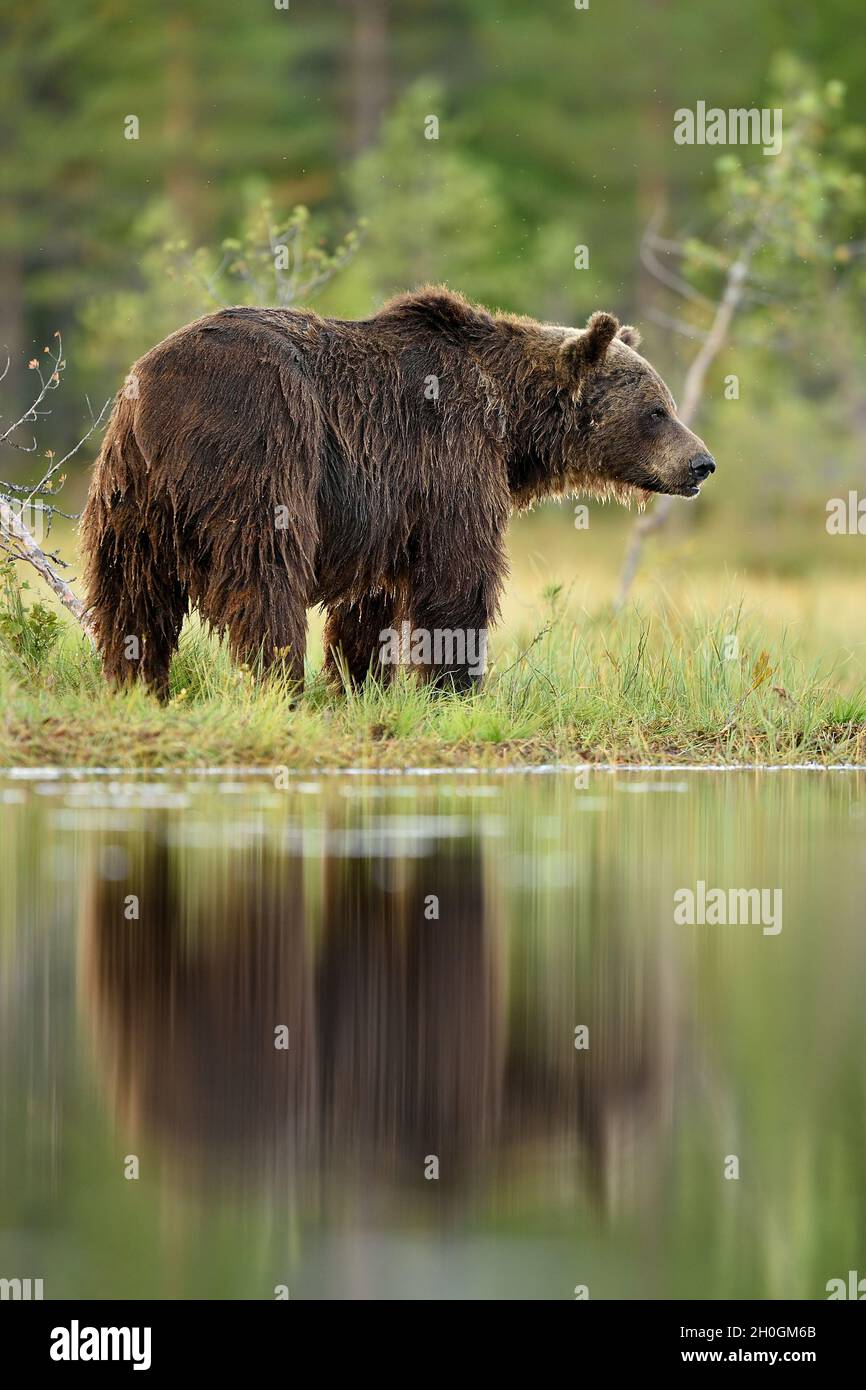 big male brown bear in summer scenery Stock Photo