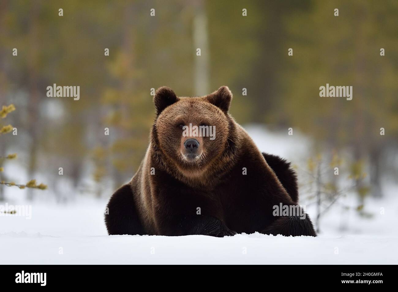 Brown bear on snow Stock Photo