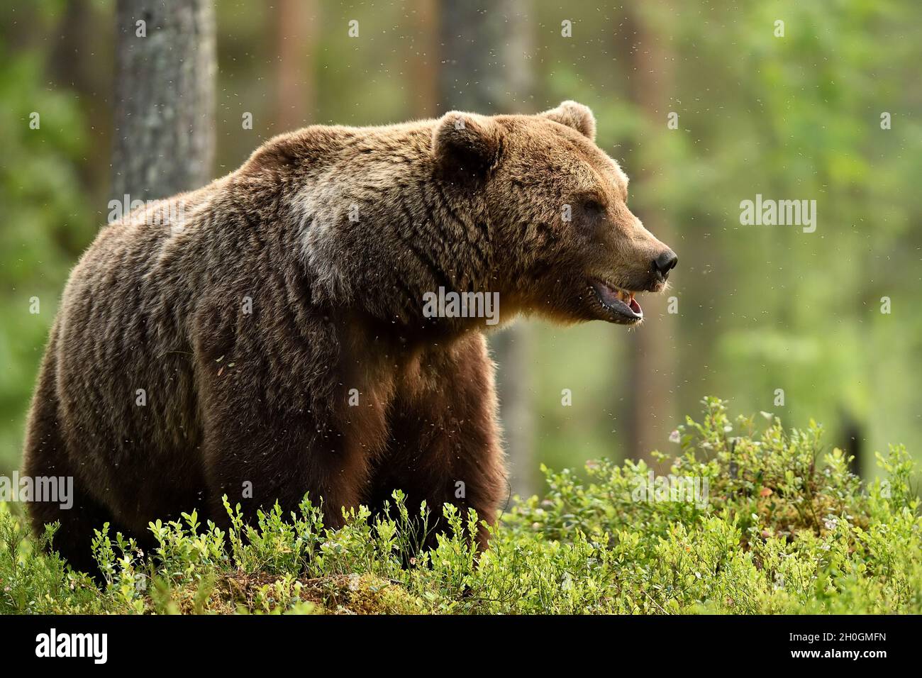 European brown bear (Ursus arctos) in forest Stock Photo - Alamy